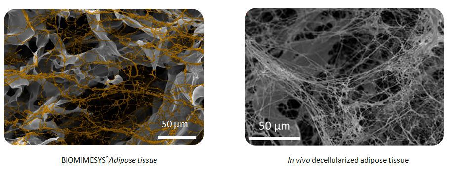 Biomimesys-Adipose-1