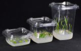 Plastic vessels for plant tissue culture
