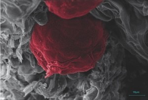 3D cell culture: BIOMIMESYS hyaluronic acid scaffold