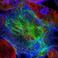 Join our webinar and learn how to preserve your cells
