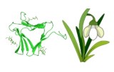 Galanthus nivalis Lectin (GNL/GNA)