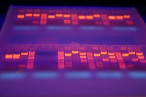 Molecular Biology for Diagnostic
