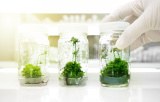 Media for plant tissue culture