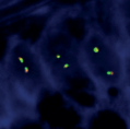 FISH probes : discover our new products